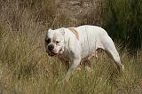 BOULEDOGUE AMERICAIN 392
